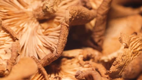 macro video of dry mushrooms rotating in a circle dry mushrooms macro photography of dry mushrooms rotating in a circle dry mushrooms video