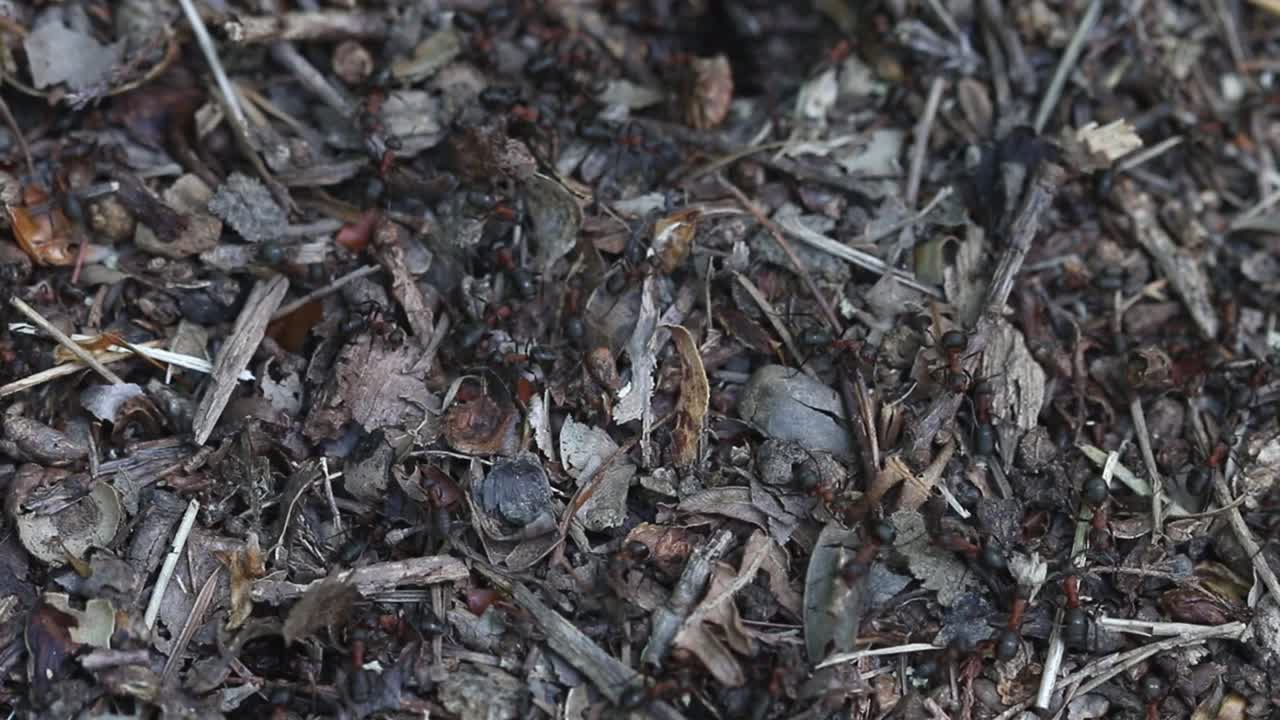 Wood Ants, Formica rufa, on their nest in the Wyre Forest. Spring. UK