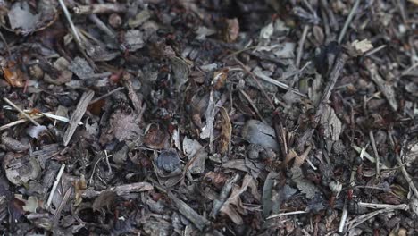 wood ants, formica rufa, on their nest in the wyre forest. spring. uk