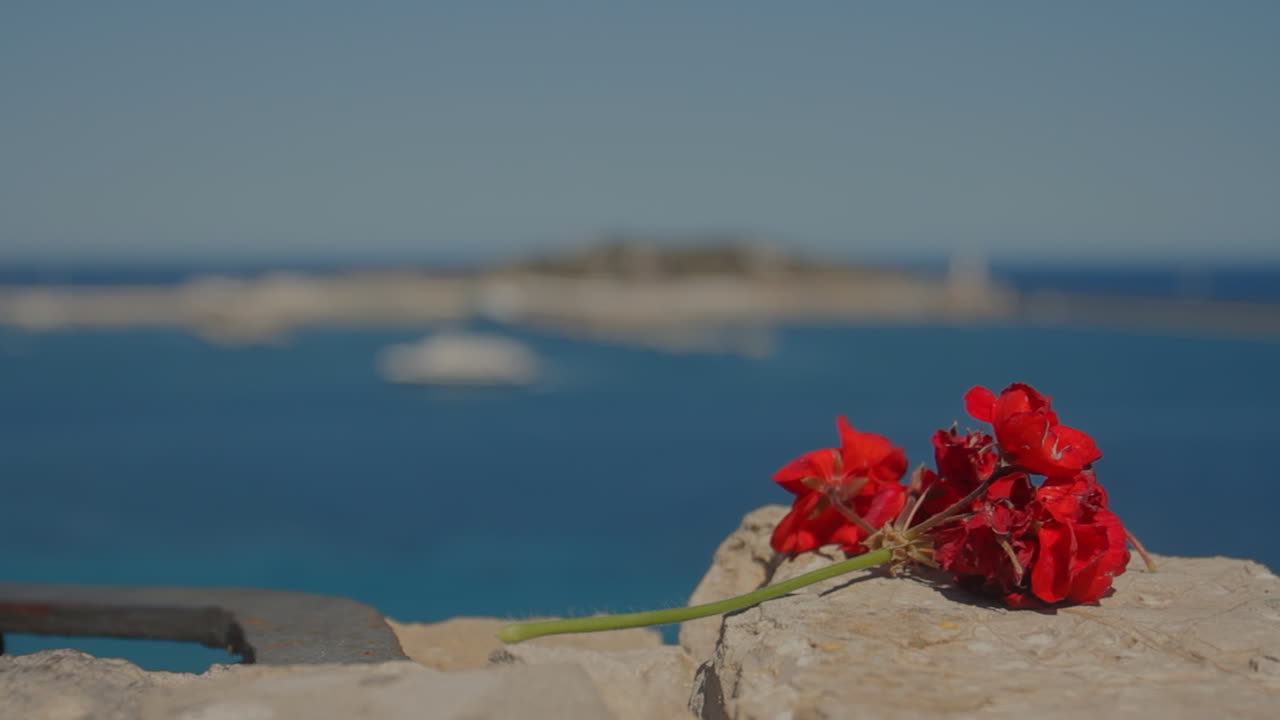 Red flowers overlooking the sea