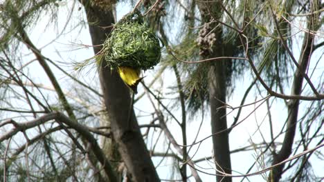un pájaro tejedor del cabo colgado boca abajo mientras construye su nido