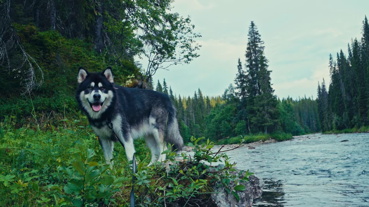 Portræt af en Alaskan Malamute hund, der står ved kanten af en sø. Nærbillede.