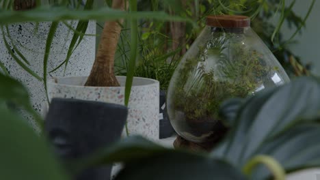 floral workshop with the tiny ready-made floral compositions in the terrarium rack focus shot