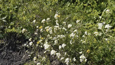 una mariposa blanca vuela de flor en flor de la anémona de madera