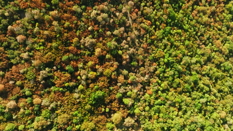 Top-down-drone-shot-over-vibrant-dry-forest,-heatwave-destruction-in-Croatia