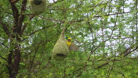 baya weaver or ploceus philippinus building nests on a babool tree in india