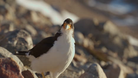 bird on rocks