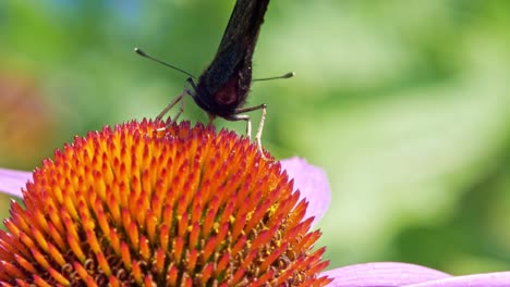 Extreme-Nahaufnahme-Makroaufnahme-Eines-Orangefarbenen-Kleinen-Schildpattschmetterlings,-Der-Auf-Lila-Sonnenhut-Sitzt-Und-Nektar-Sammelt