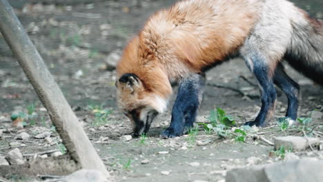 curious red fox sniffing something on the ground - wide shot