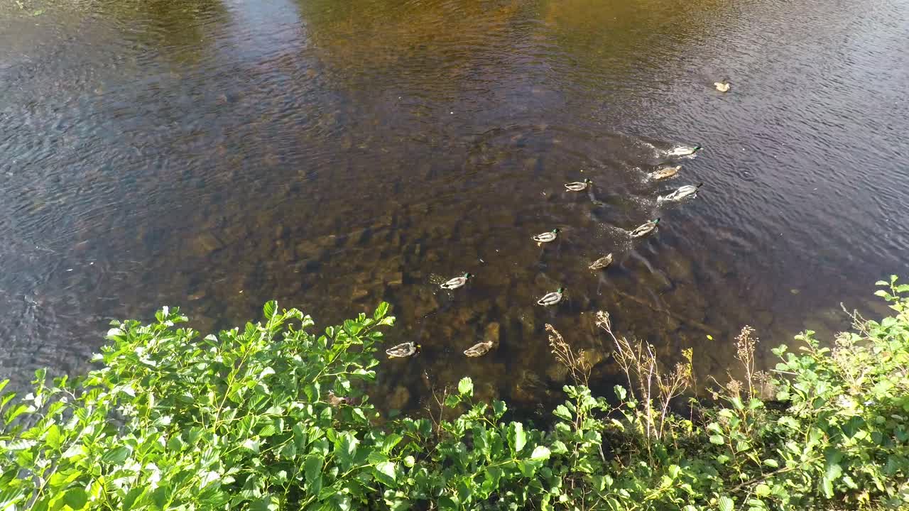 Looking down on ducks swimming in a river in clear water on a sunny day.