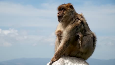 Mono-En-Gibraltar-Con-Vistas-A-La-Ciudad