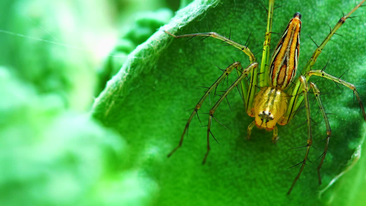 자연에서 노란 거미의 극심한 매크로.