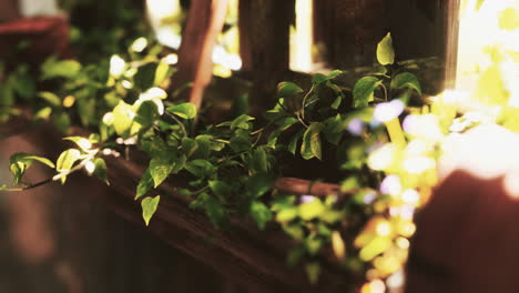 ruined abandoned overgrown by plants interior