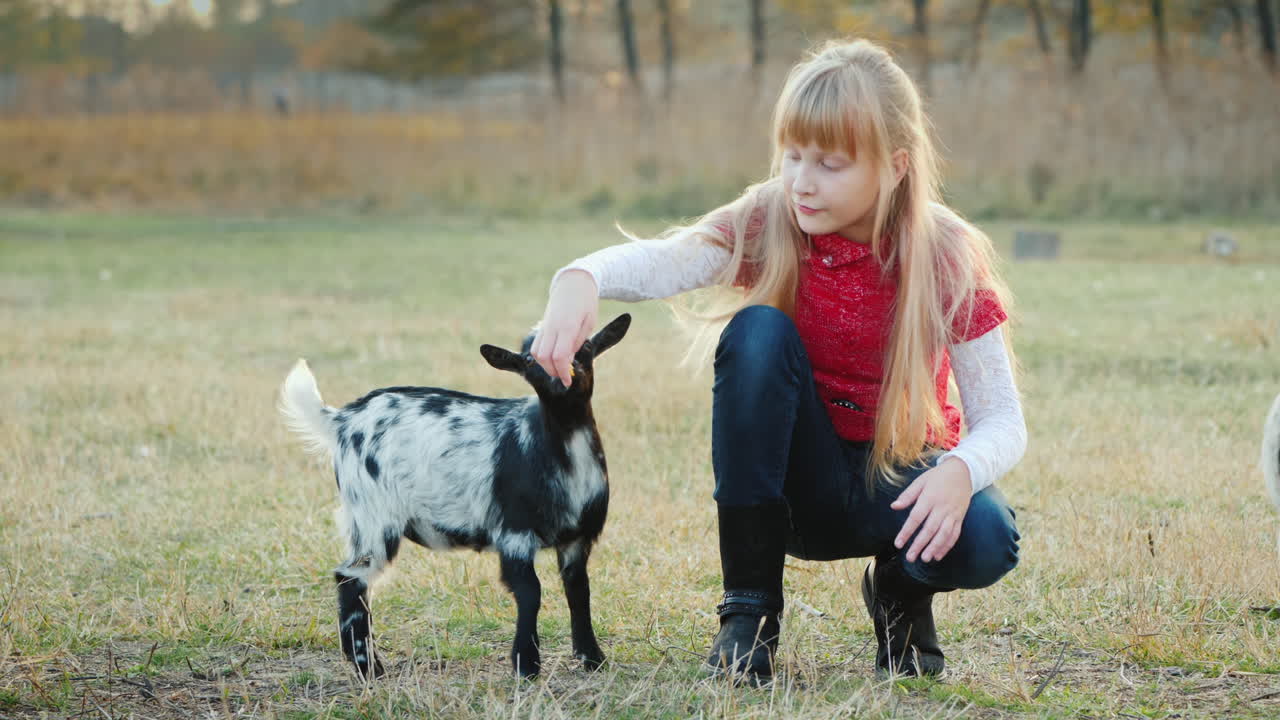 멋진 소녀는 아이를 치료하기 위해 혼란스러워합니다. 큰 염소가 치료를 선택합니다.
