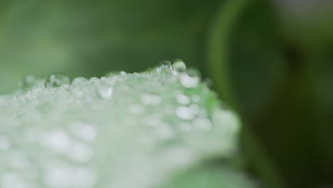 moving over water drop covered green leaf in