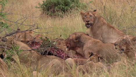 a pride of lions feed together on a fresh kill