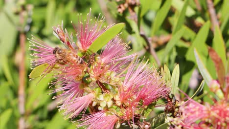 multiple bees busy pollinating vibrant pink flowers