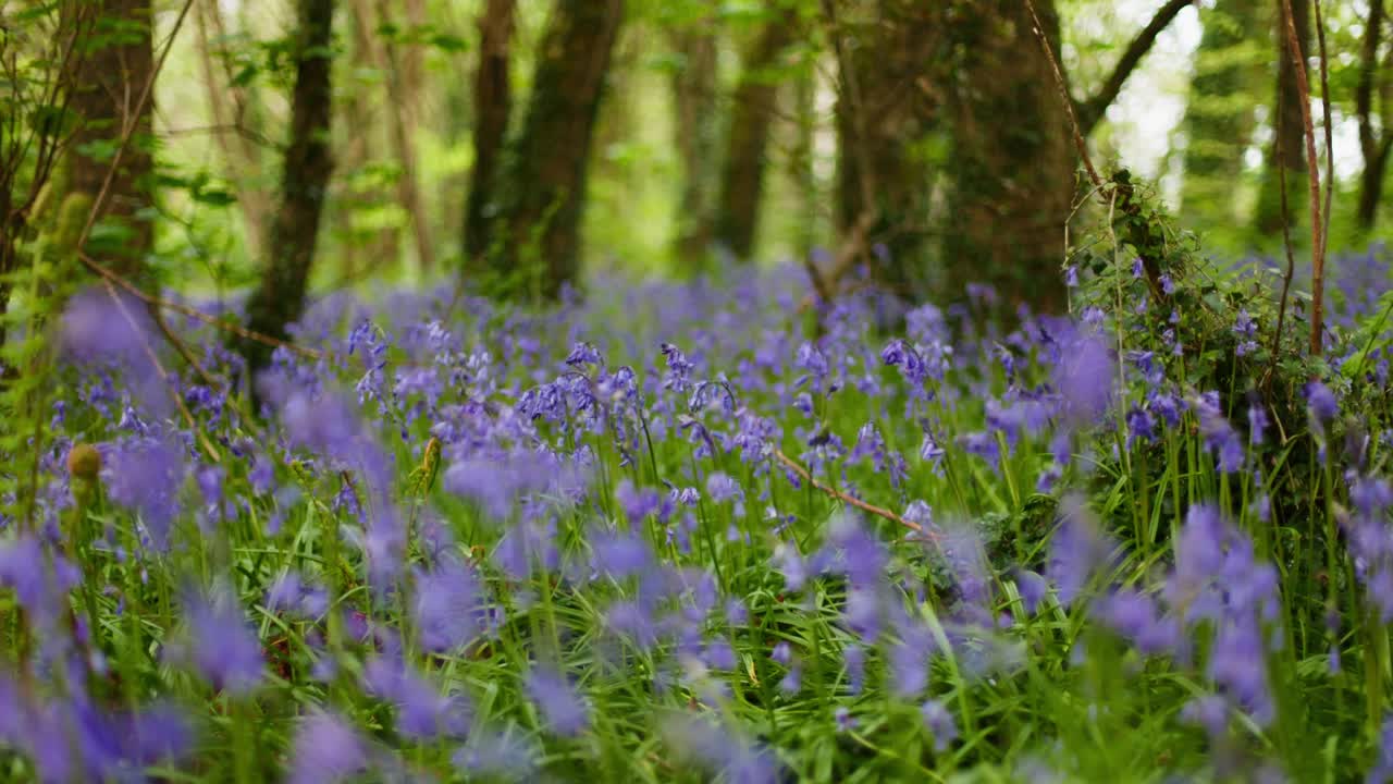 Bluebell Forest