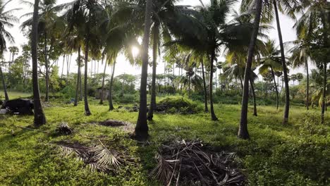 farmland in sivagangai with green patches and village cottages