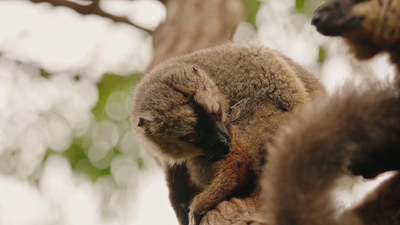 clip en cámara lenta de un lémur marrón, animal endémico de madagascar, limpiando su pelaje en su hábitat natural en un día lluvioso en la selva tropical