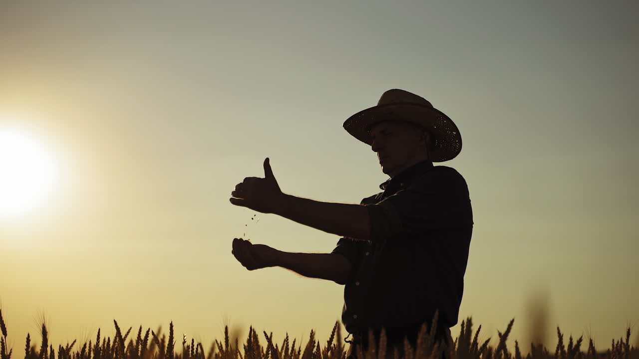 Silhouette of a farmer at sunset. Male agronomist in hat holding grains and analyzing ripeness in the field against the setting sun.