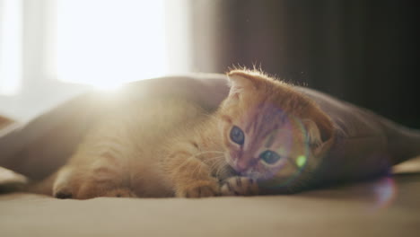 El-Pequeño-Gatito-Pelirrojo-Juega-Con-Un-Ratón-De-Peluche-Junto-A-La-Ventana.