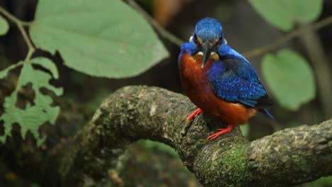 Blue-Eared-Kingfisher-Male-bird-sits-on-its-mossy-perch-during-the-monsoon-season-waiting