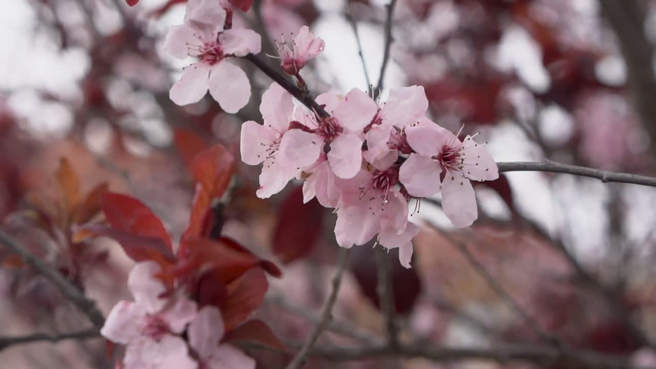 las flores de cerezo rosas en primavera