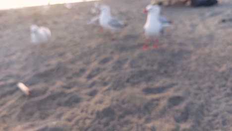 macro view of a chip being fed to seagulls at the beach