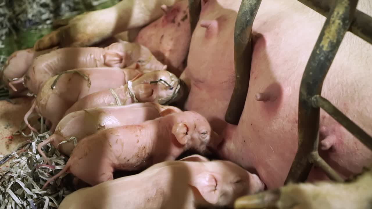 Piglets sucking milk on industrial pig farm