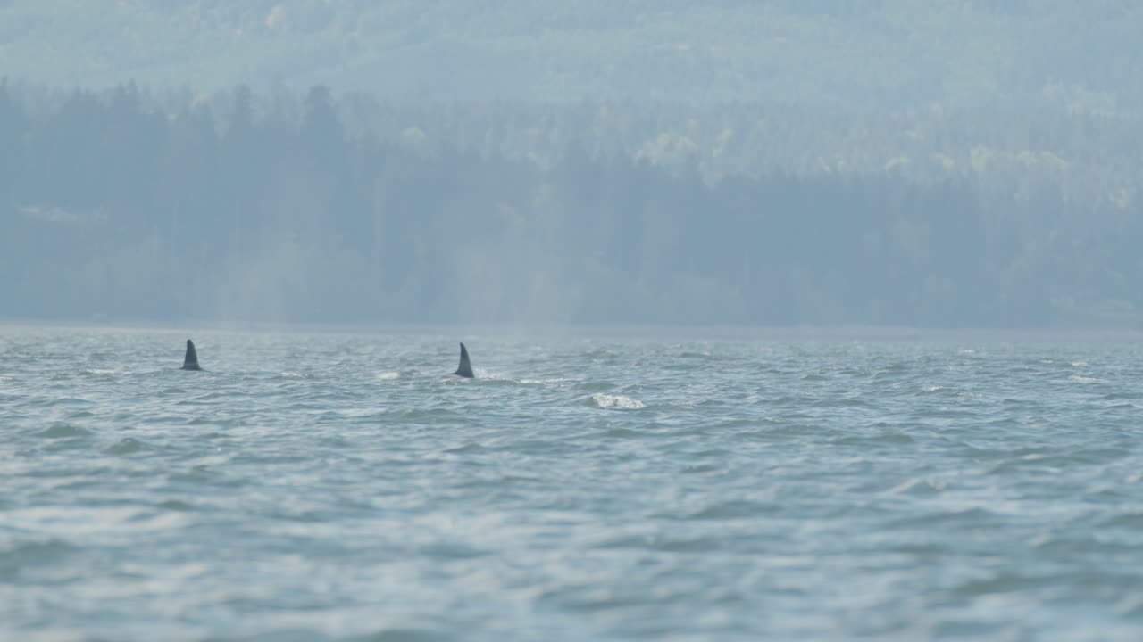un grupo de orcas nadan y salen a la superficie juntos frente a la costa del pacífico de la isla de vancouver.
