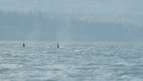 Eine-Gruppe-Orcas-Schwimmt-Und-Taucht-Gemeinsam-Vor-Der-Pazifikküste-Der-Insel-Vancouver-Auf