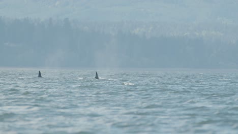 un grupo de orcas nadan y salen a la superficie juntos frente a la costa del pacífico de la isla de vancouver.