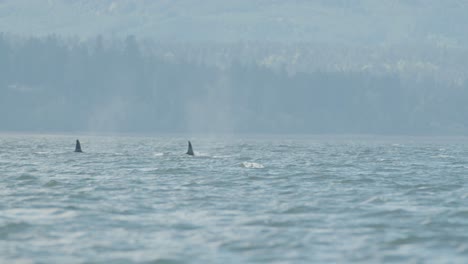 pod of orca swim and surface together off vancouver island pacific coast