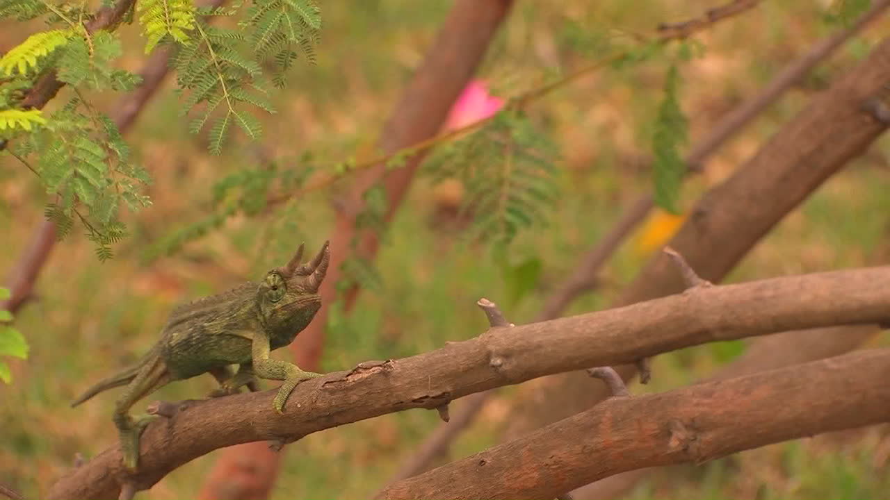 세 개의 뿔을 가진 카멜레온이 나뭇가지를 가로질러 천천히 이동합니다.