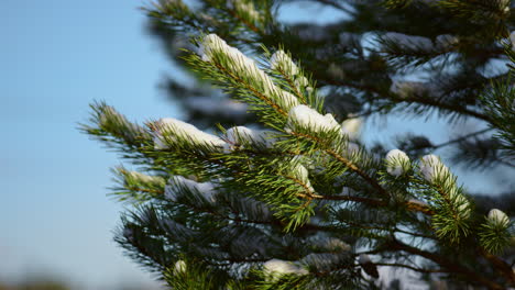 beautiful snowy spruce branch in front cold blue sky wintertime close up.