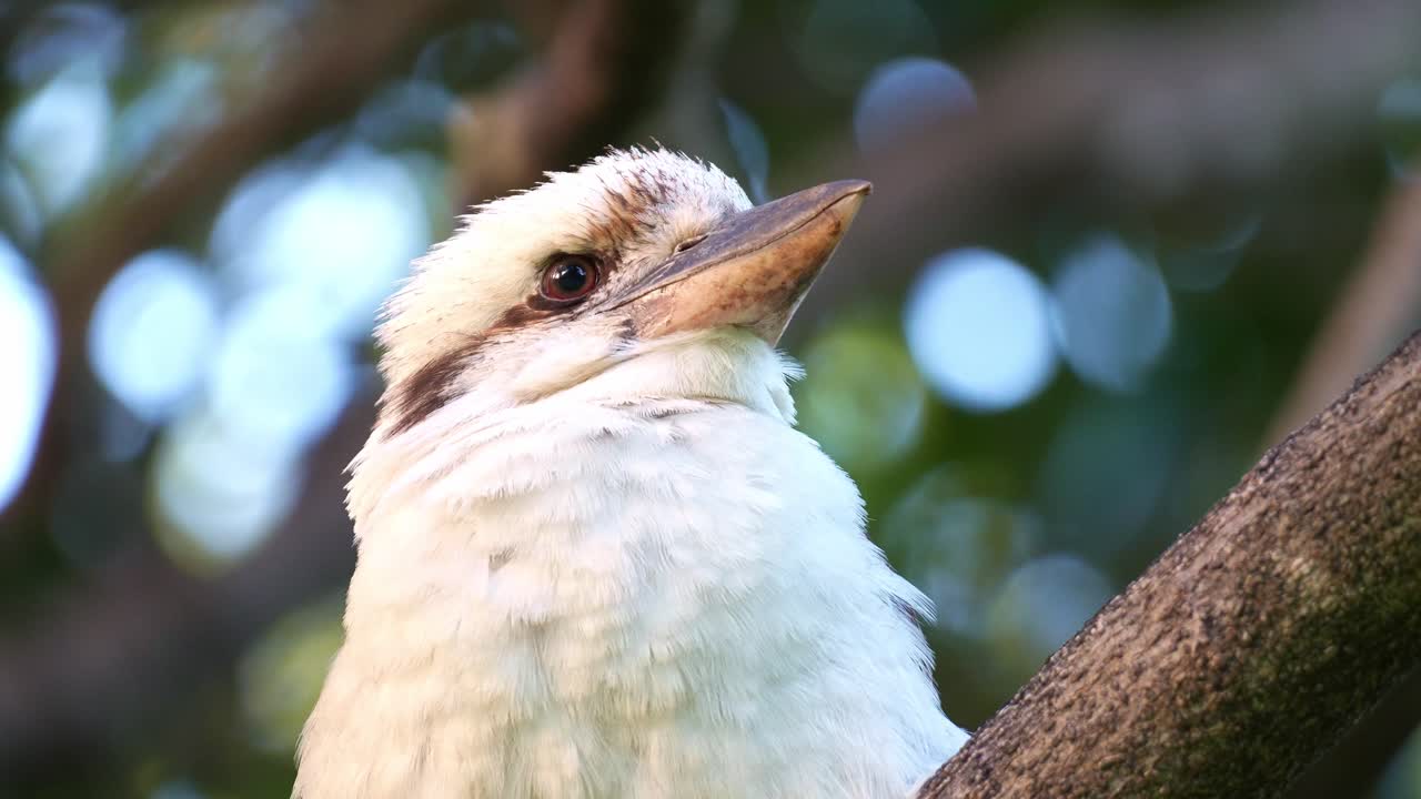 Un kookaburra ridente (Dacelo novaeguineae) appollaiato su un ramo d'albero, che si riposa nel suo habitat naturale, ripresa ravvicinata.