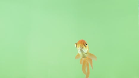 yellow fish swims on a green background screen