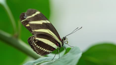 Mariposa-Macro-31