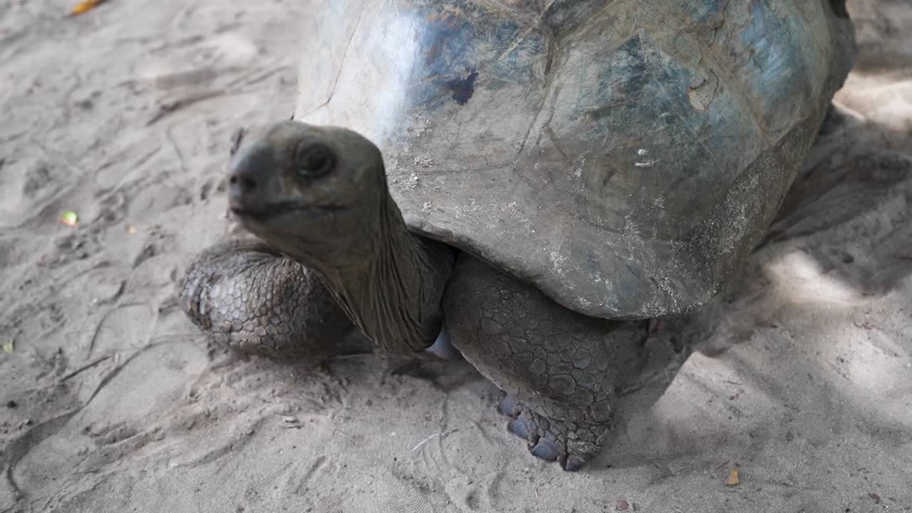 Giant Aldabra Tortoise laying in sand moving head