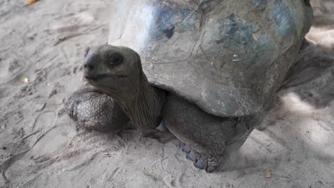 Aldabra-Riesenschildkröte,-Die-Im-Sand-Bewegten-Kopf-Liegt