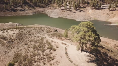 Aerial-shot-in-orbit-of-the-famous-Casandra-tree-located-in-the-Las-Niñas-water-dam-in-the-municipality-of-Tejeda,-on-the-island-of-Gran-Canaria