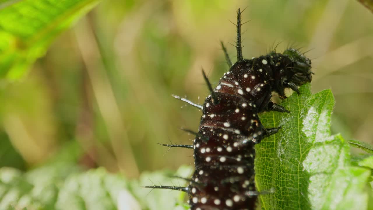 Spiny black larva eating upright, with leaf stem and greenery behind, push in to static close up