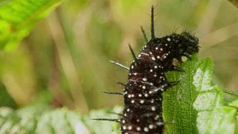 spiny black larva eating upright, with leaf stem and greenery behind, push in to static close up