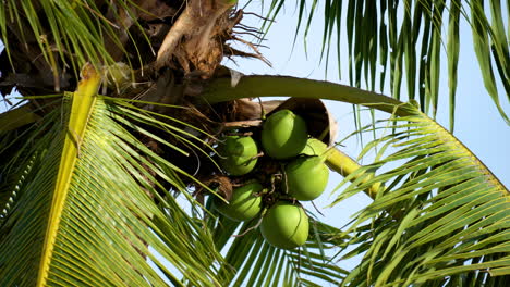 la palma con le noci di cocco verdi ondeggia nel vento in florida - primo piano