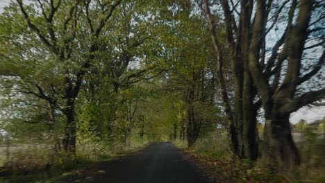 Narrow-Asphalt-Road-With-Yellow-Autumn-Trees-Surrounding-it-in-Gyllebo,-Österlen-South-Sweden---Handheld-Wide-Shot-Moving-Forward-Fast