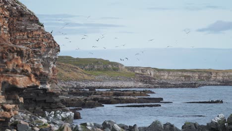 Ein-Berühmter-Ort-Zur-Vogelbeobachtung-In-Nordnorwegen