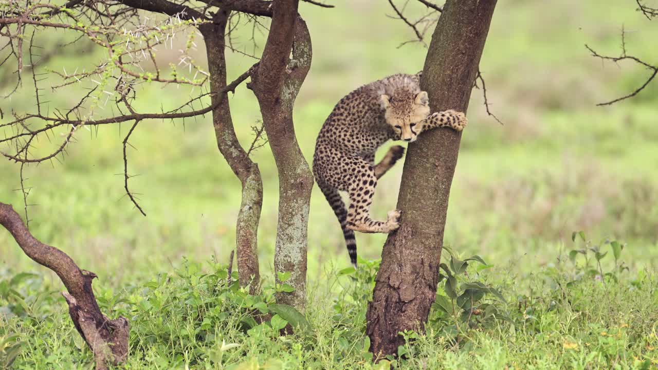 천천히 움직이는 치타 새끼는 탄자니아의 세렌게티 국립 공원에서 나무에 올라 아프리카 야생 동물 사파리 동물 게임 드라이브, 유쾌한 치타 새우 새끼 유쾌한 새끼 동물