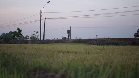 Farmer Carrying Hay Bale in a Rice Paddy