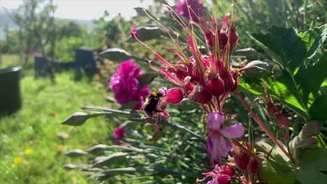 Flor-Polinizadora-De-Abejas-En-El-Jardín-De-Verano,-Cámara-Lenta